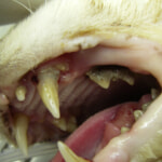 猫　病名：重度の歯周病