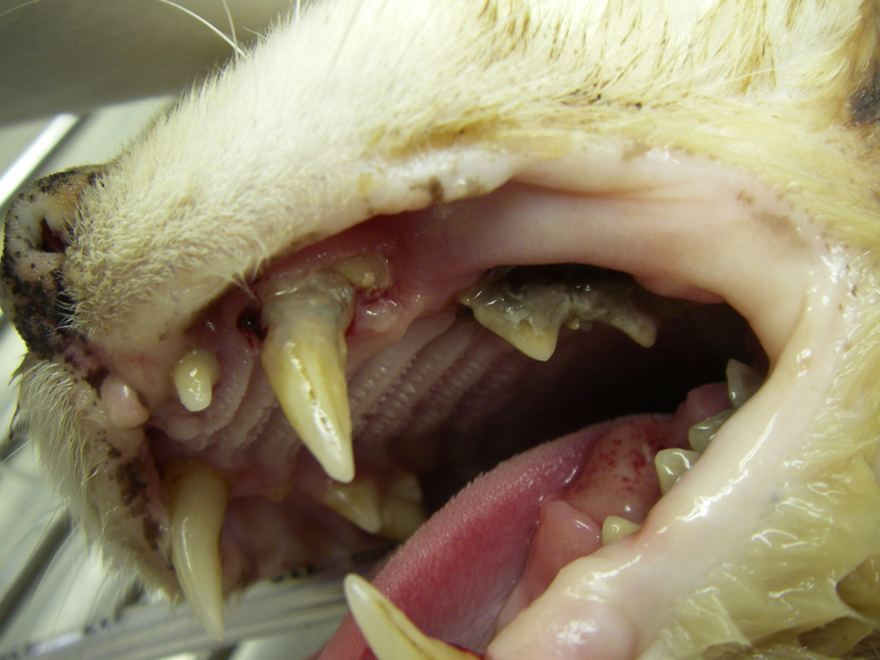 猫　病名：重度の歯周病