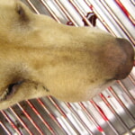 犬　病名：扁平上皮癌